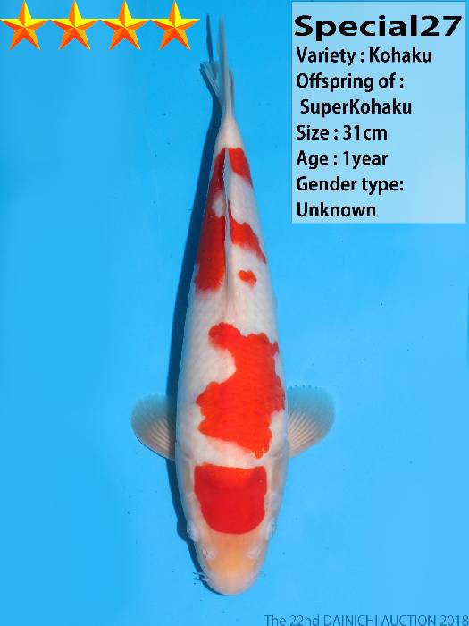 Kohaku, 31 cm, SuperKohaku
