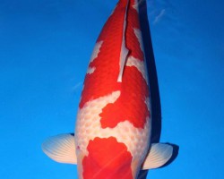 Grand Champion 47th All Japan Koi Show