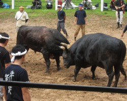 Stierengevechten in Ojiya