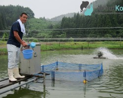 De Marusaka Koi Farm