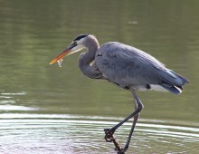 Reigers begrijpen en maatregelen treffen