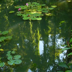 Groen water met lelies