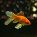 Hoe oud wordt een goudvis? Leeftijd goudvis