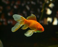 Hoe oud wordt een goudvis? Leeftijd goudvis