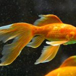 Hoe lang kunnen goudvissen zonder eten?