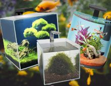 Beste Nano aquarium kiezen, welke zijn het meest geschikt?