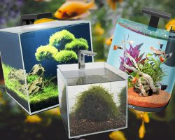 Beste Nano aquarium kiezen, welke zijn het meest geschikt?