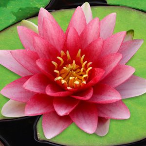 Rode Waterlelie Nymphaea Attraction