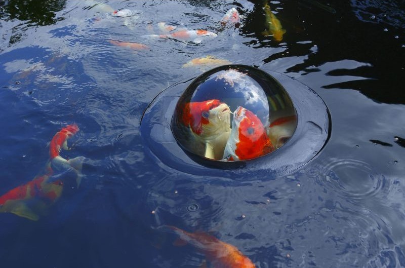 Je bekijkt nu Velda Floating Fish Dome: werkt het en is het de moeite waard?