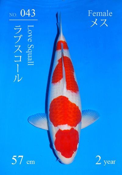Kohaku 'Love Squall' 57 cm, 2 jaar