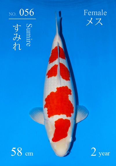 Kohaku 'Sumire' 58 cm, 2 jaar
