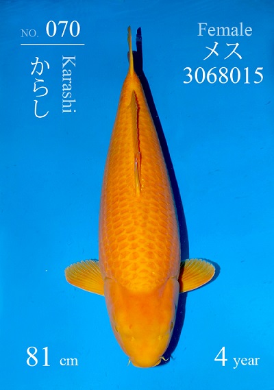 Karashigoi, 81 cm, 4 jaar