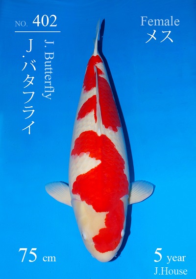 Kohaku 'J. Butterfly' 75 cm, 5 jaar
