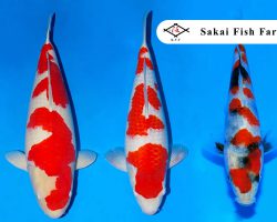 Sakai Fish Farm Koi veiling 19 december 2019