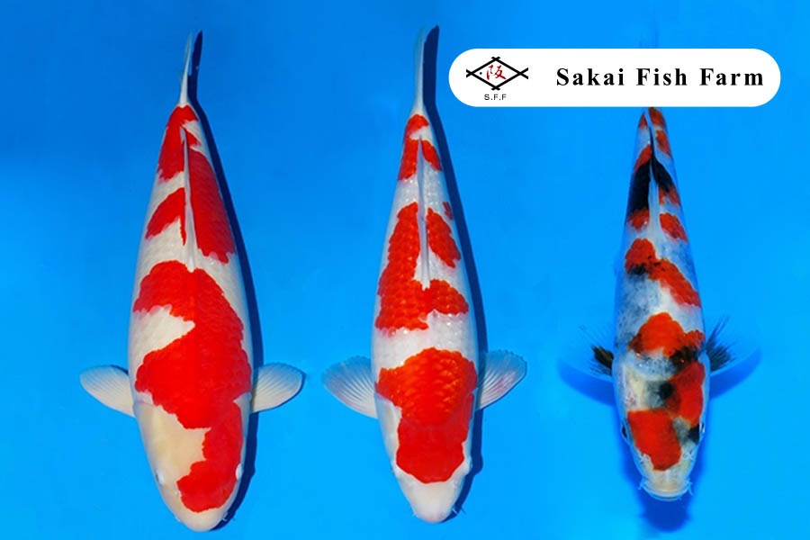 Je bekijkt nu Sakai Fish Farm Koi veiling 19 december 2019