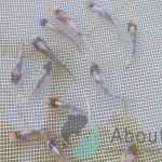 Baby Koi opkweken en snel laten opgroeien: tips en tricks