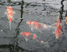 Koi schimmel behandelen: oorzaak, symptomen en behandeling