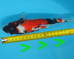 Koi snel laten groeien: optimale omstandigheden en factoren