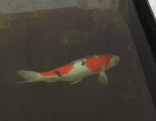 Koi zwemblaas probleem symptomen en behandeling