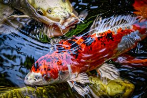 Koi in natuurlijke vijver