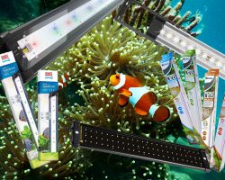 Beste aquarium LED verlichting en alles over LED verlichting