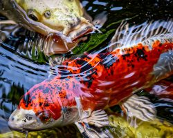 Koi oog troebel of wazig oog herkennen en behandelen