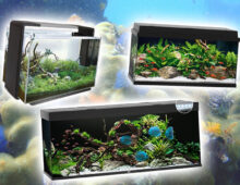 Beste aquarium kiezen: de complete gids (2023)