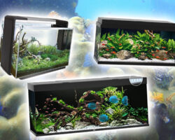 Beste aquarium kiezen: de complete gids (2023)
