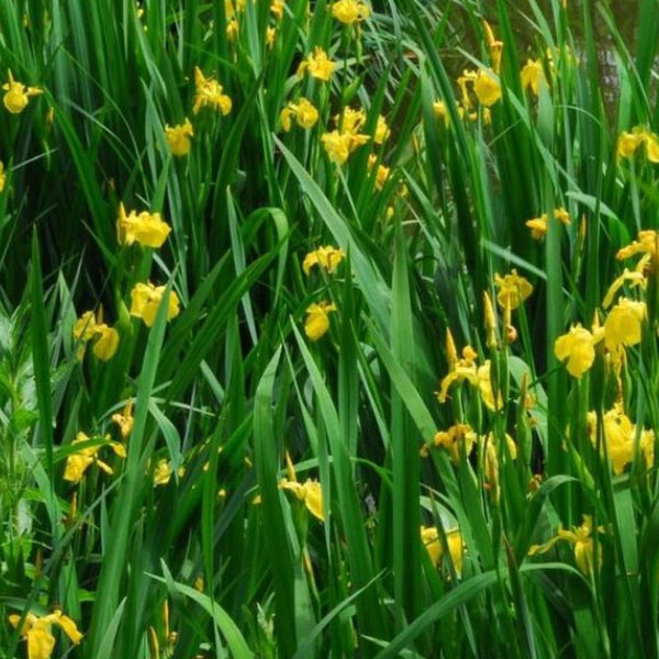 Gele iris