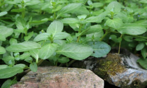 Beste waterplanten voor een plantenfilter